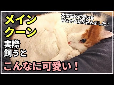 大型猫メインクーンがいる生活【2023年振り返り】