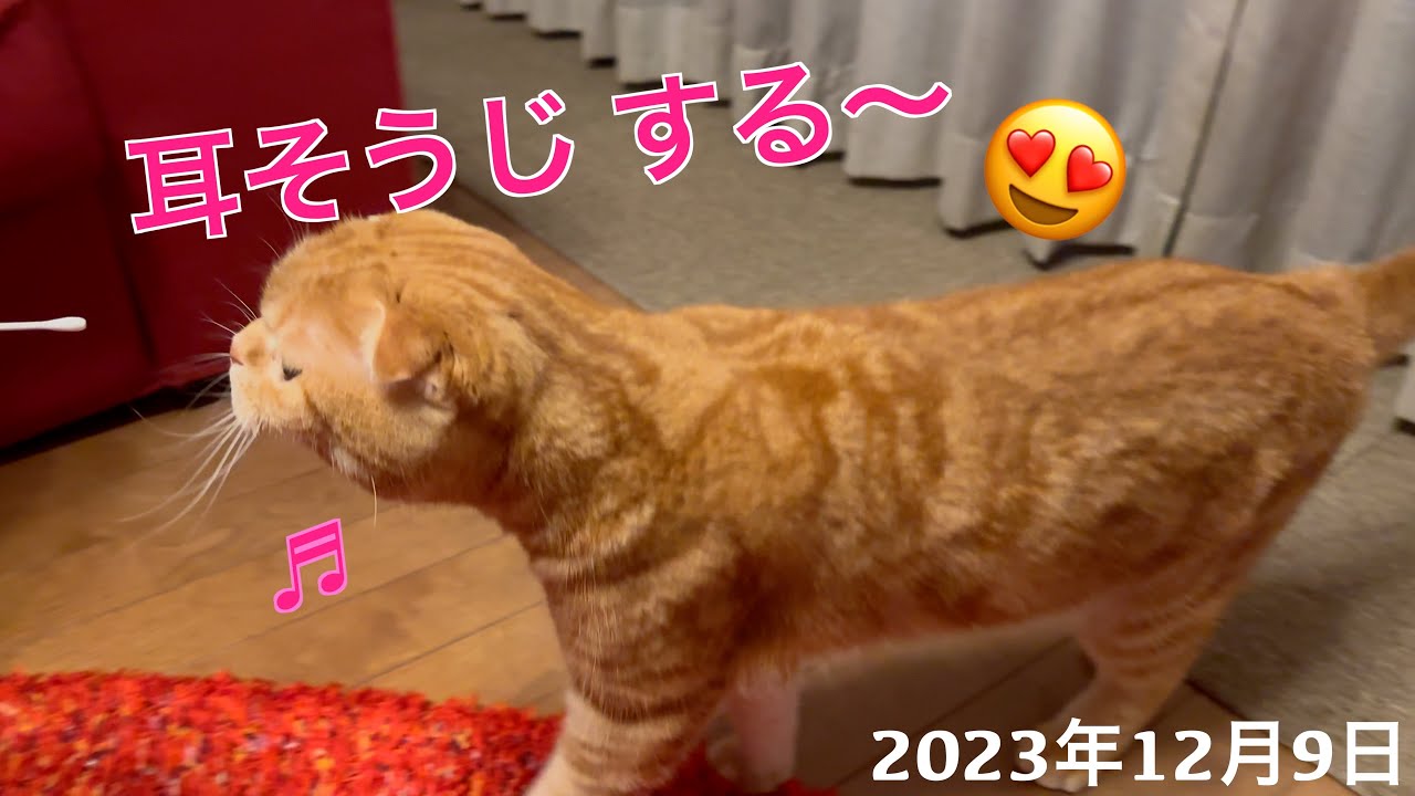 綿棒に釣られちゃった😊スコティッシュフォールド「すず」：2023.12.09   #耳掃除 #スコティッシュフォールド #猫