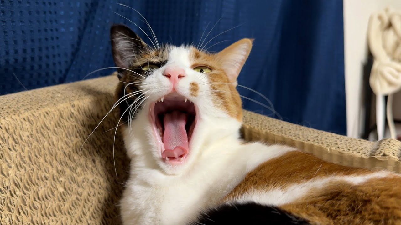 大晦日に猫たちからご挨拶をしてもらいたい