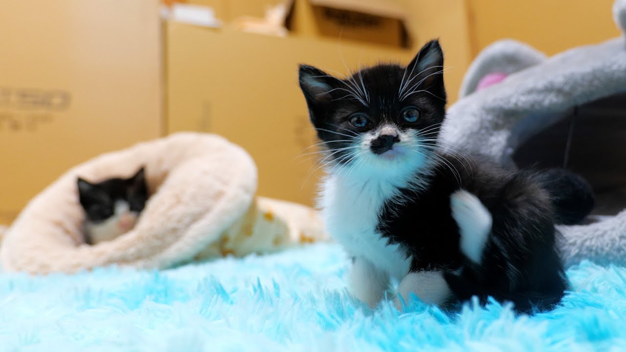 また来年にゃ🐈にゃ🐈【道路のずぶ濡れ子猫保護9日目、就寝前の様子】