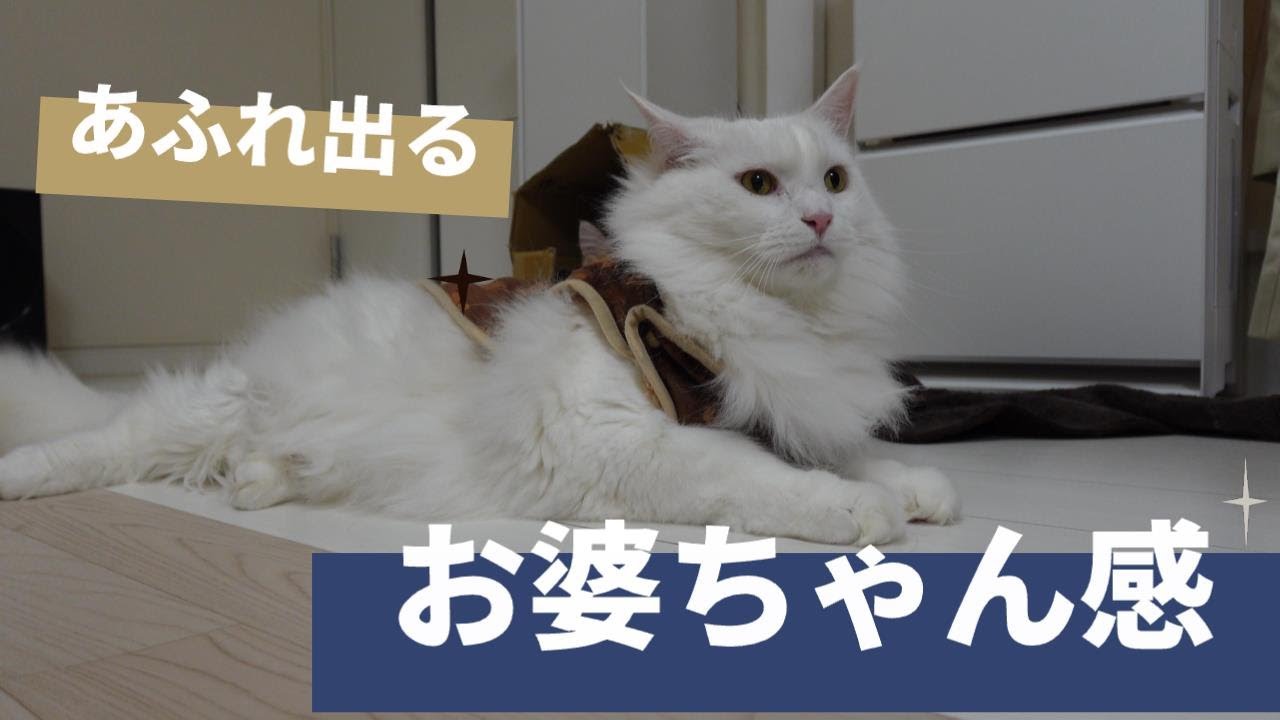 メインクーンに犬用の新しい洋服をプレゼントしたら…