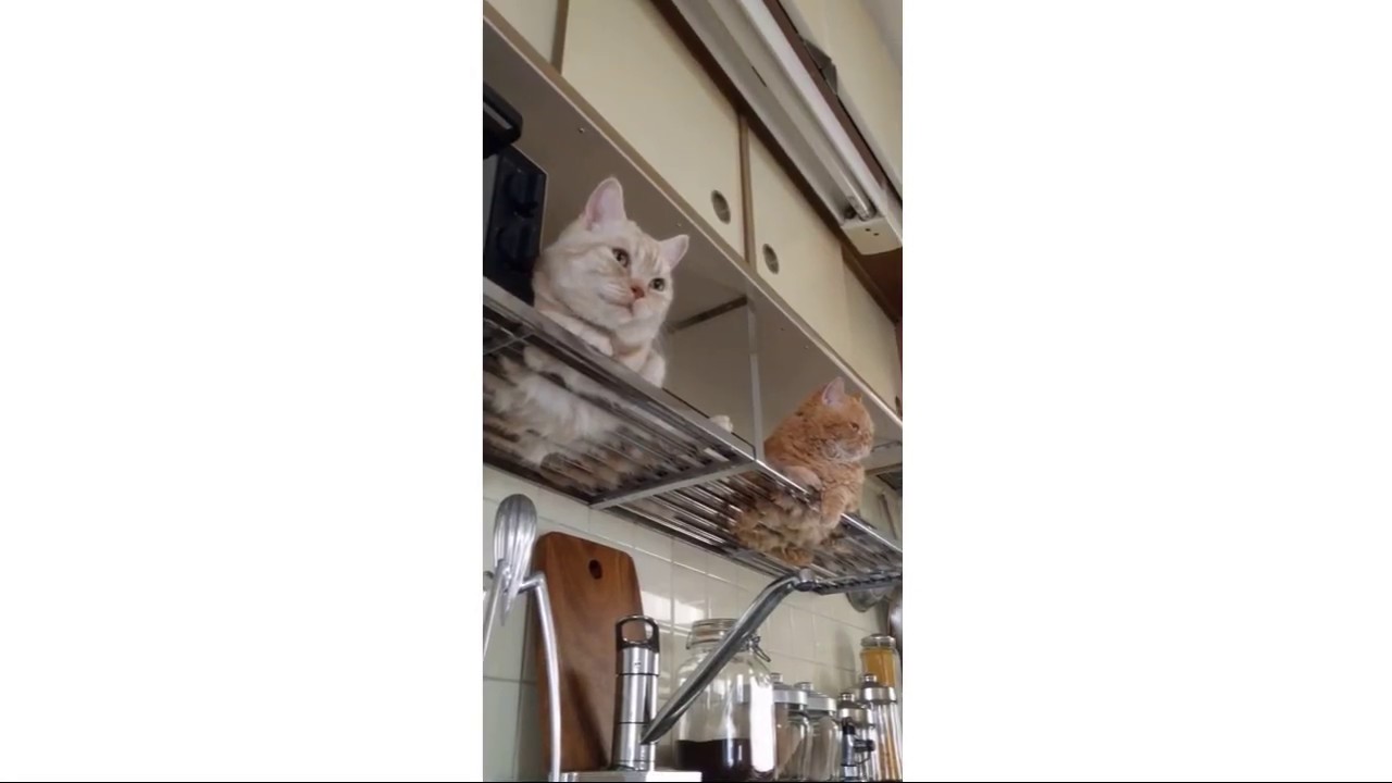 【anicas】マフィン・チーズ / マンチカン・セルカークレックス