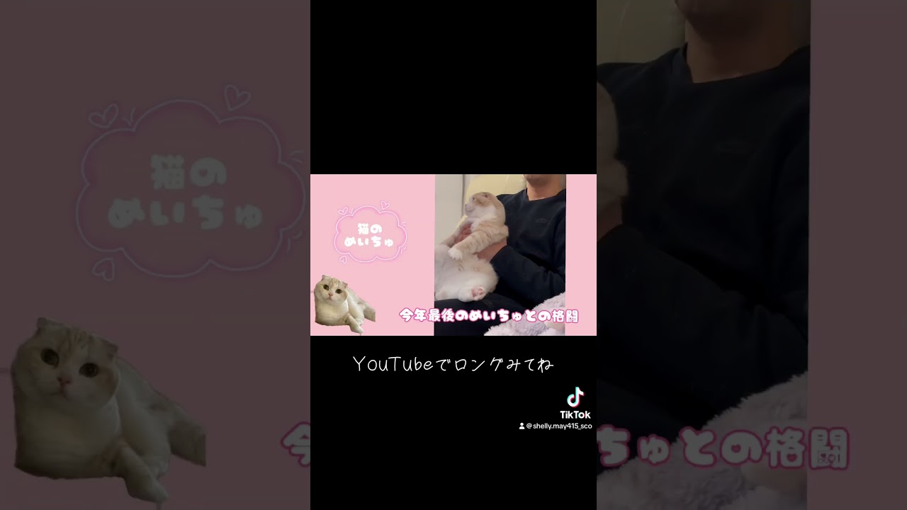 猫の爪切り#今年最後の　#スコティッシュフォールド #猫