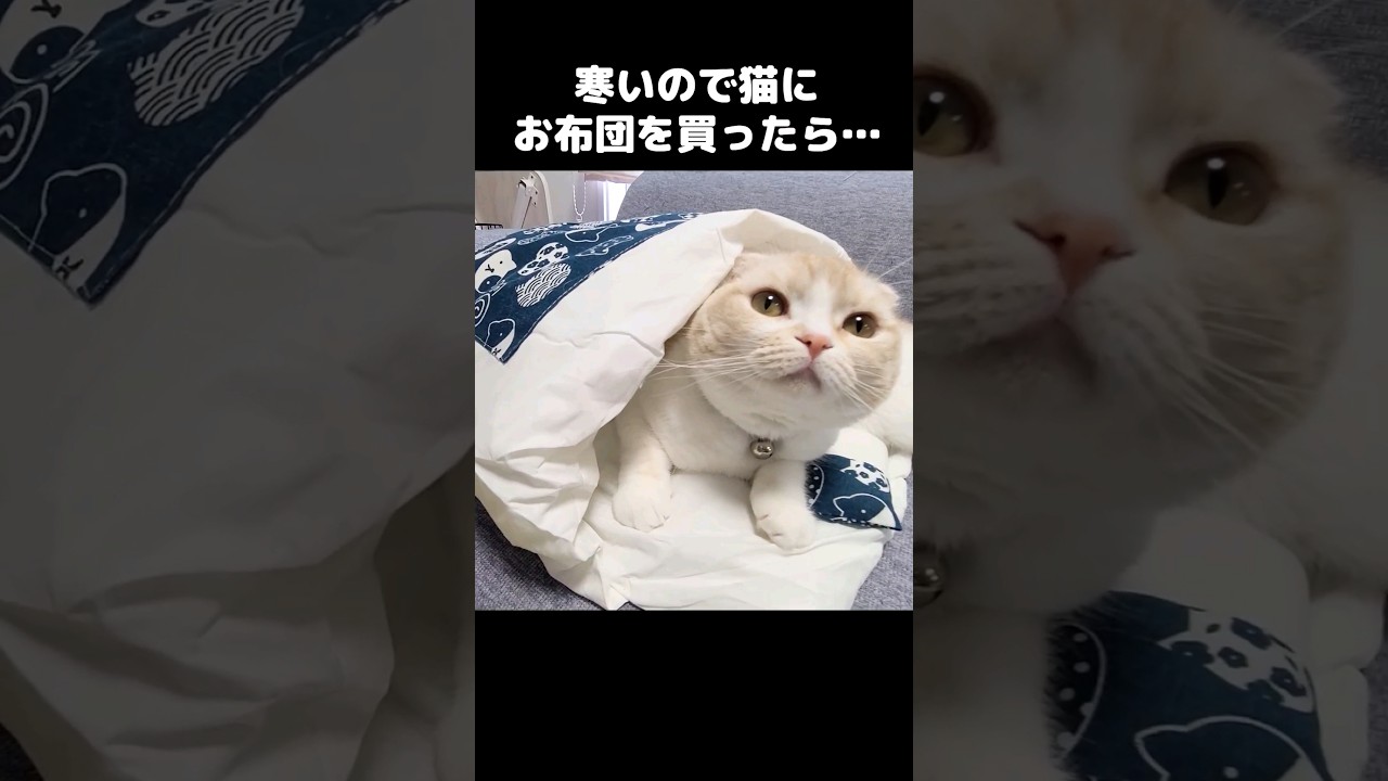 寒いので猫にお布団をプレゼントしたら秒でこうなった...笑#shorts