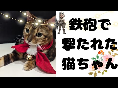 ベンガル猫ちゃんの演技。腹ぺこ猫のうりちゃんに演技を教えると……これはこれで可愛いので、満足でした。#youtube #cat #cute #animals