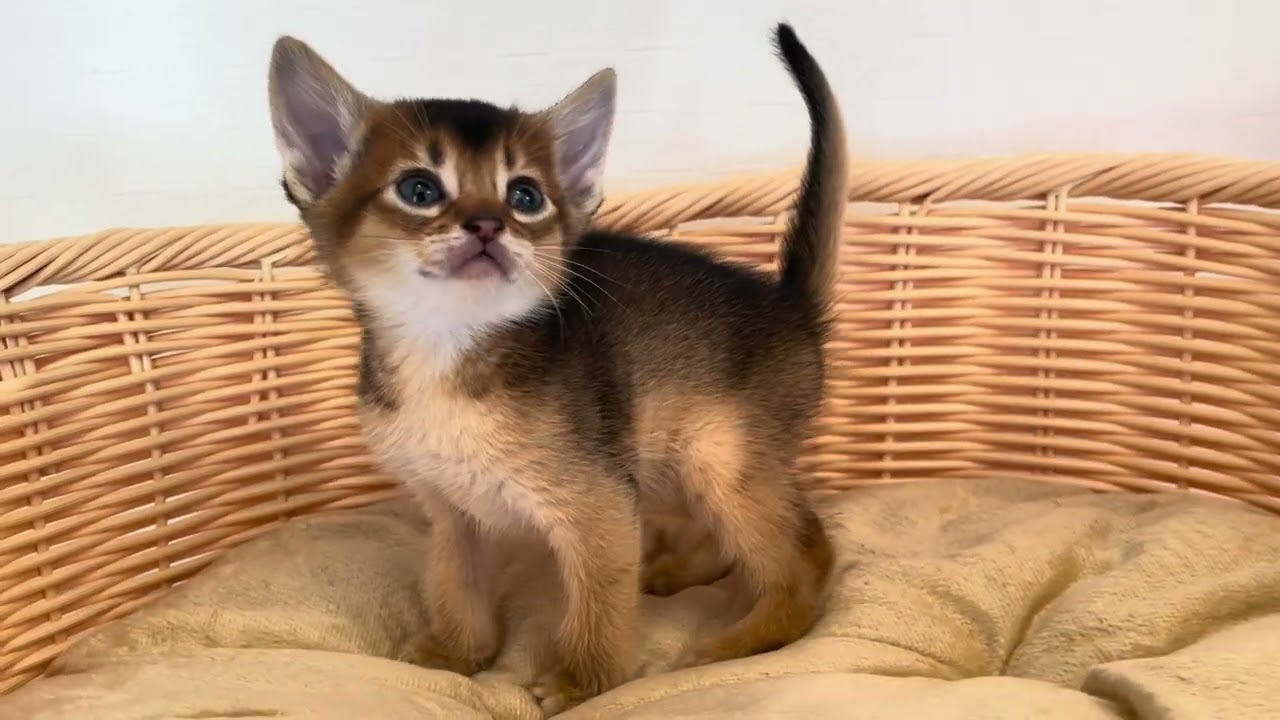 アビシニアン コロコロで可愛いアビ兄弟💕