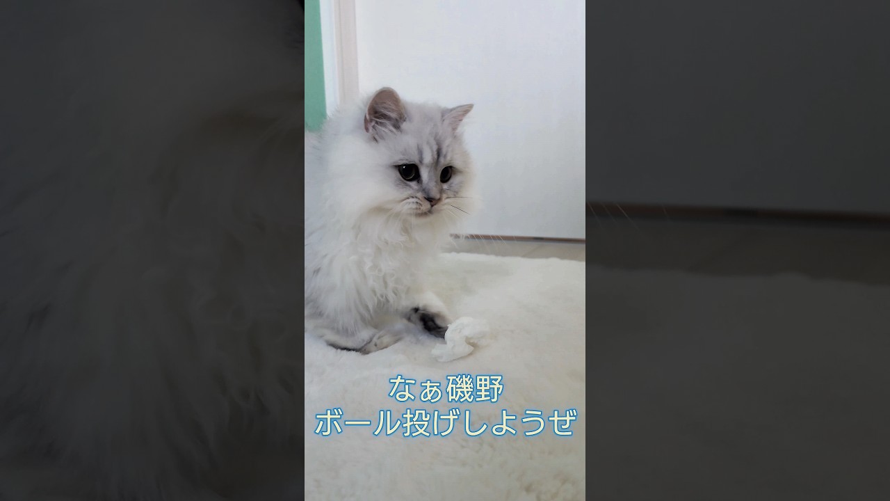 ペルシャ猫ルルちゃんとのモーニングボール投げ   Catch a tissue ball #cat #persiancat #子猫 #ボール投げ