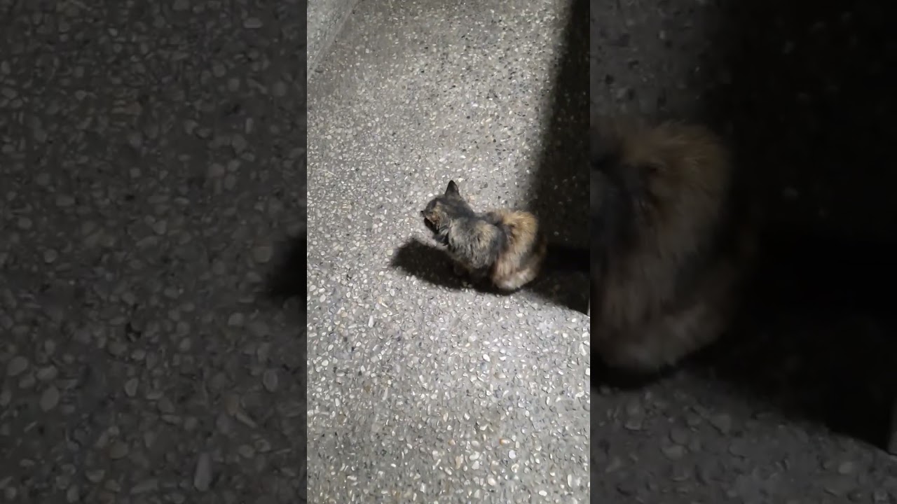 Huge Cute Fluffy Brown Cat #shorts