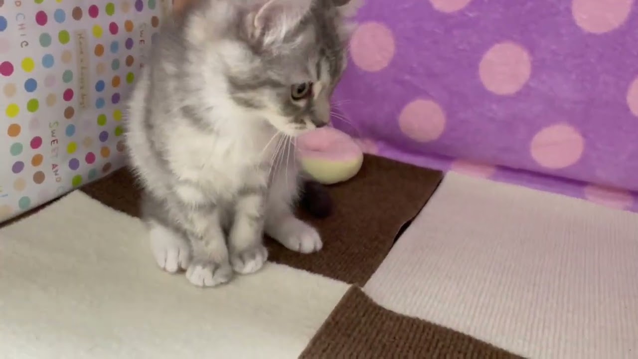 Coo&RIKU　No00656042 アメリカンカール