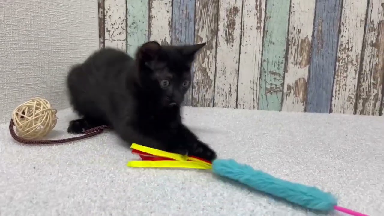 ボンベイの女の子♪