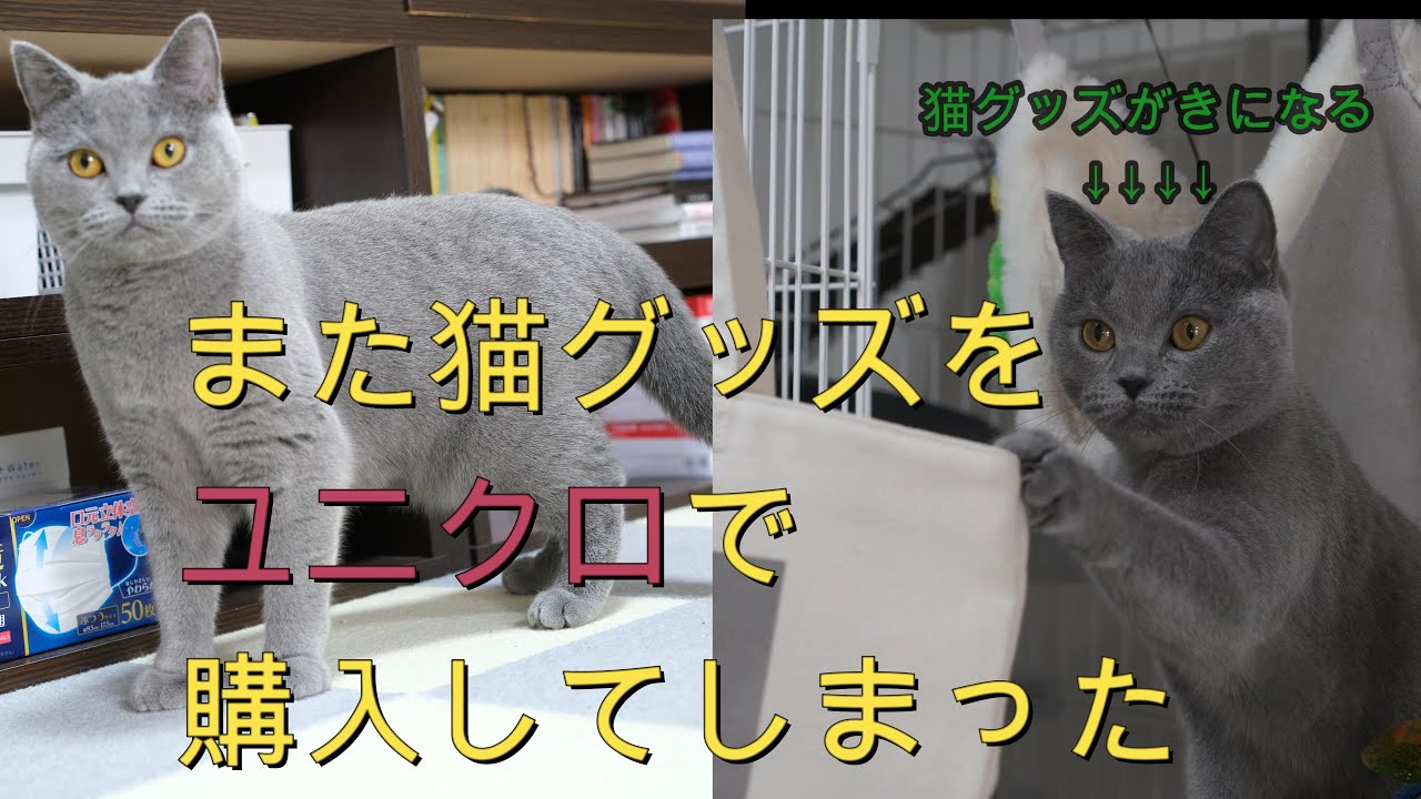 また猫グッズをユニクロで購入してしまった