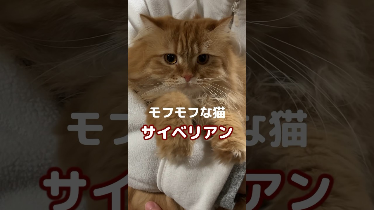 モフモフな猫も寒い時は丸くなります　#ねこのきなこもち #サイベリアン #siberian #siberiancat #kinakomochi #cat