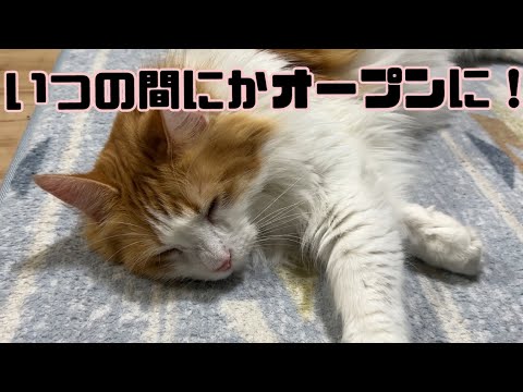 いつの間にかオープンして寝る猫【マリー（メインクーン）】