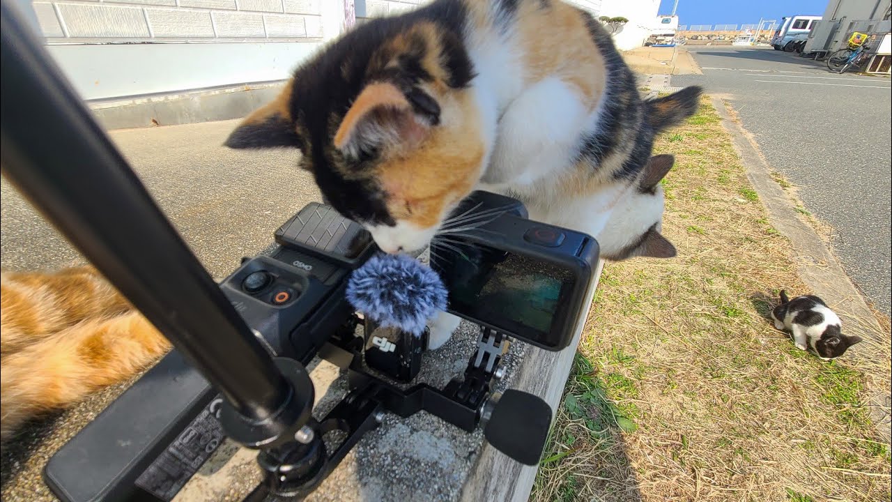 マイクのモフモフが気になってしょうがない子猫
