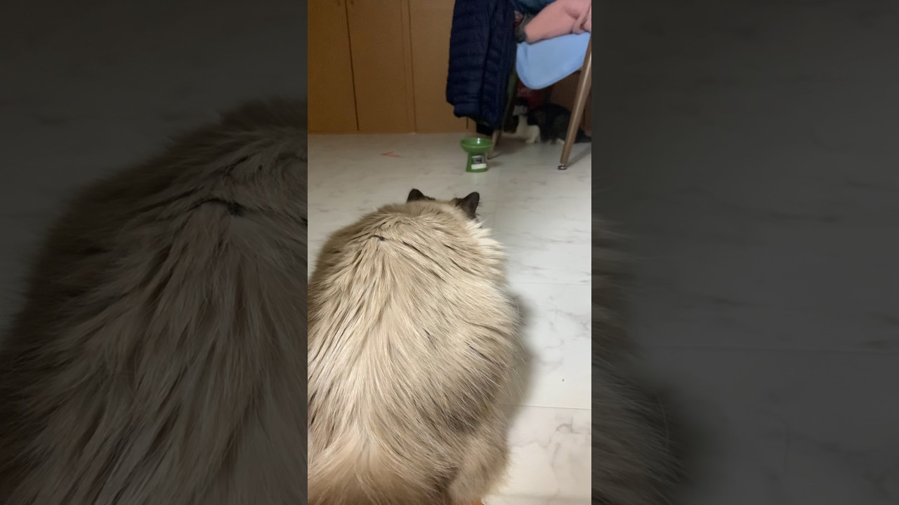 俺のおもちゃだあーーーい！#猫 #ヒマラヤン #保護猫 #猫のいる生活 #猫のいる暮らし #shorts