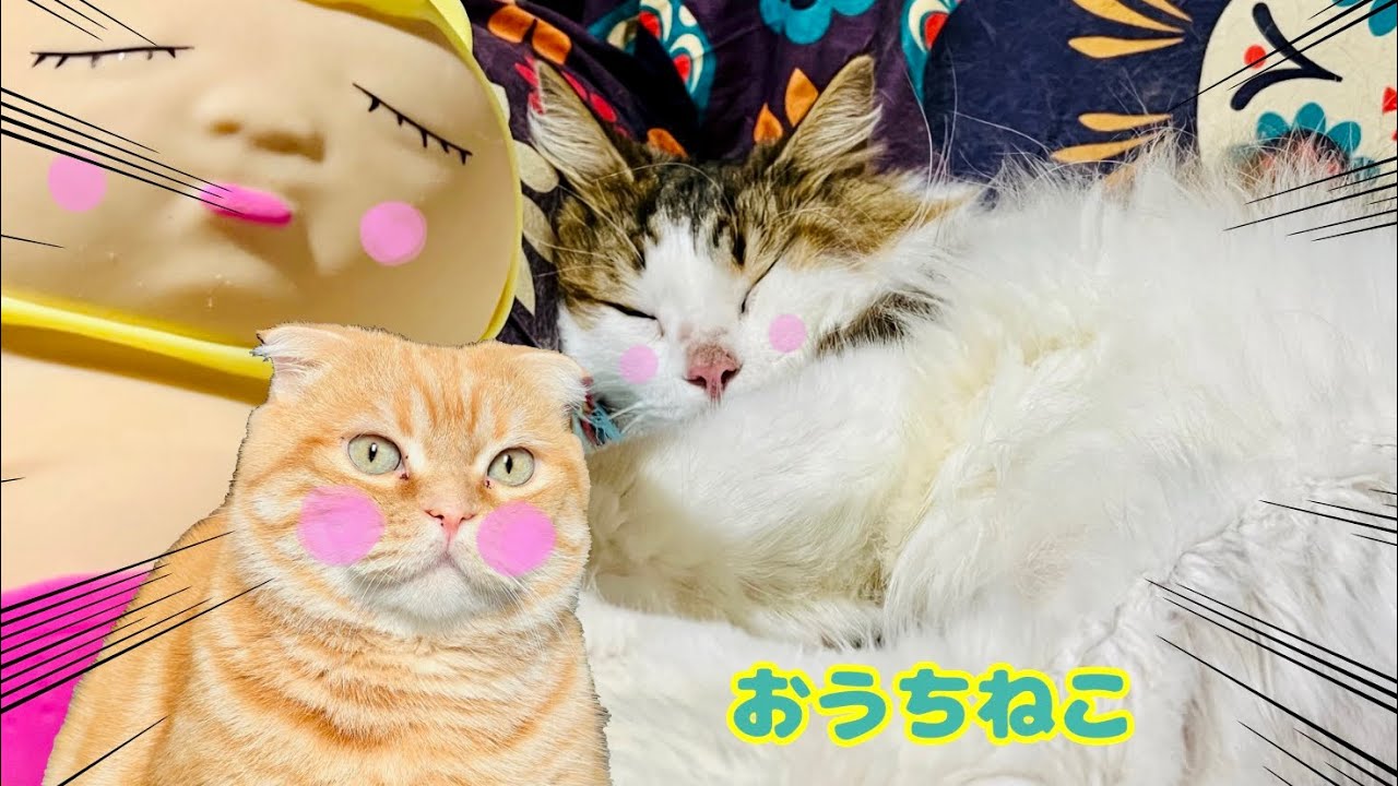 ノルウェージャンフォレストキャットのももちゃん#cat #猫の世界 #ノルウェージャンフォレストキャット #自傷