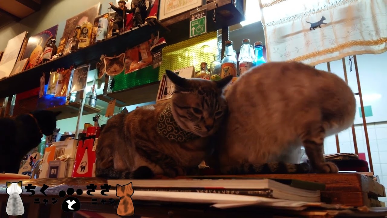 シャム猫ミックスとれいん
