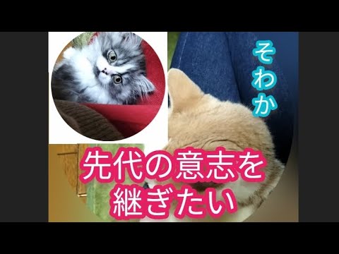 先代猫『小麦さん』みたいにおっかぁを癒やしたい『そわかさん』