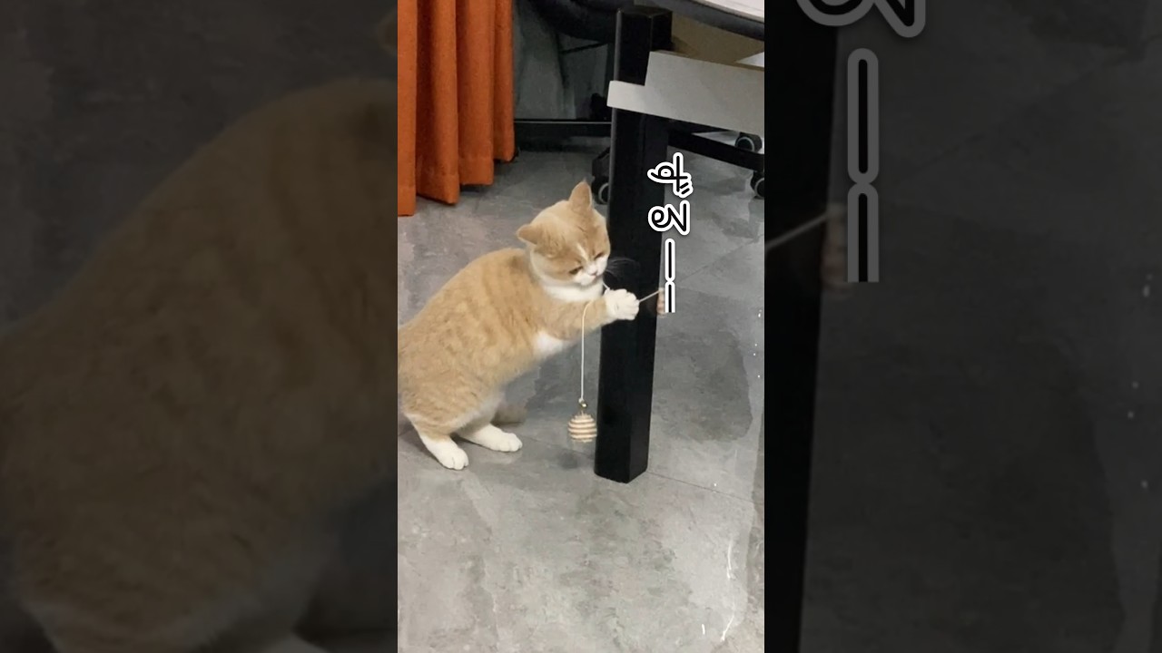 びっくりしたねこ #shorts #ねこ #猫 #かわいい猫 #猫動画 #マンチカン #短足マンチカン