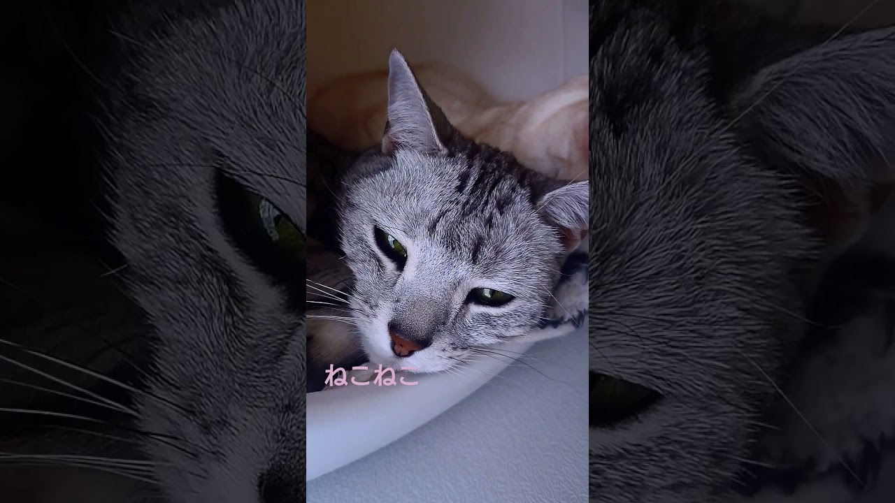 仲良しコンビの猫たち🐈️ #shorts #cat #猫 #猫動画 #スコティッシュフォールド #アメリカンショートヘア