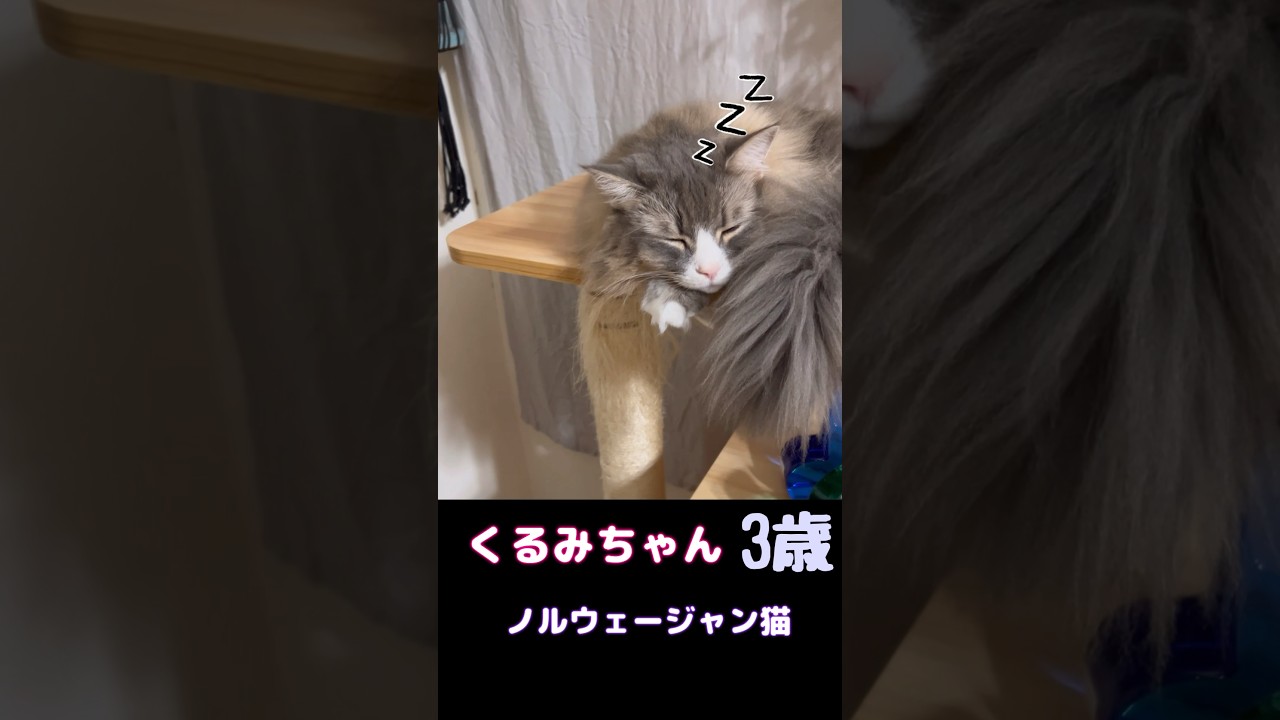まな猫たちが主役 #shorts #猫 #ノルウェージャンフォレストキャット #サイベリアン #アビシニアン #cat