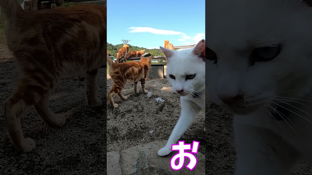 猫」「CAT & PEACE」 #cat #ソマリ #feralcat #ねこ動画 #straycat #保護猫 #野良猫ちゃん #wildcat #cat #猫動画 #猫好きさんと繋がりたい