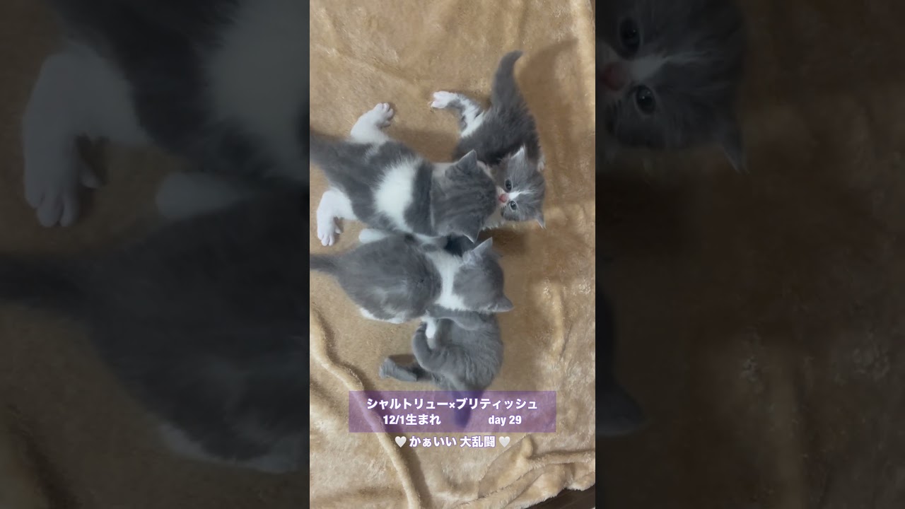 #shorts 【シャルトリュー✖️ブリティッシュ子猫】