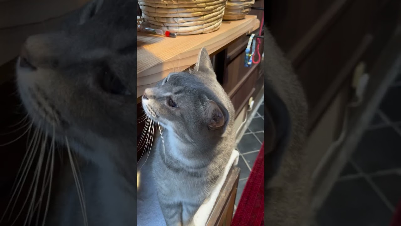 #風の猫　朝ごはんを食べる猫…　#shorts