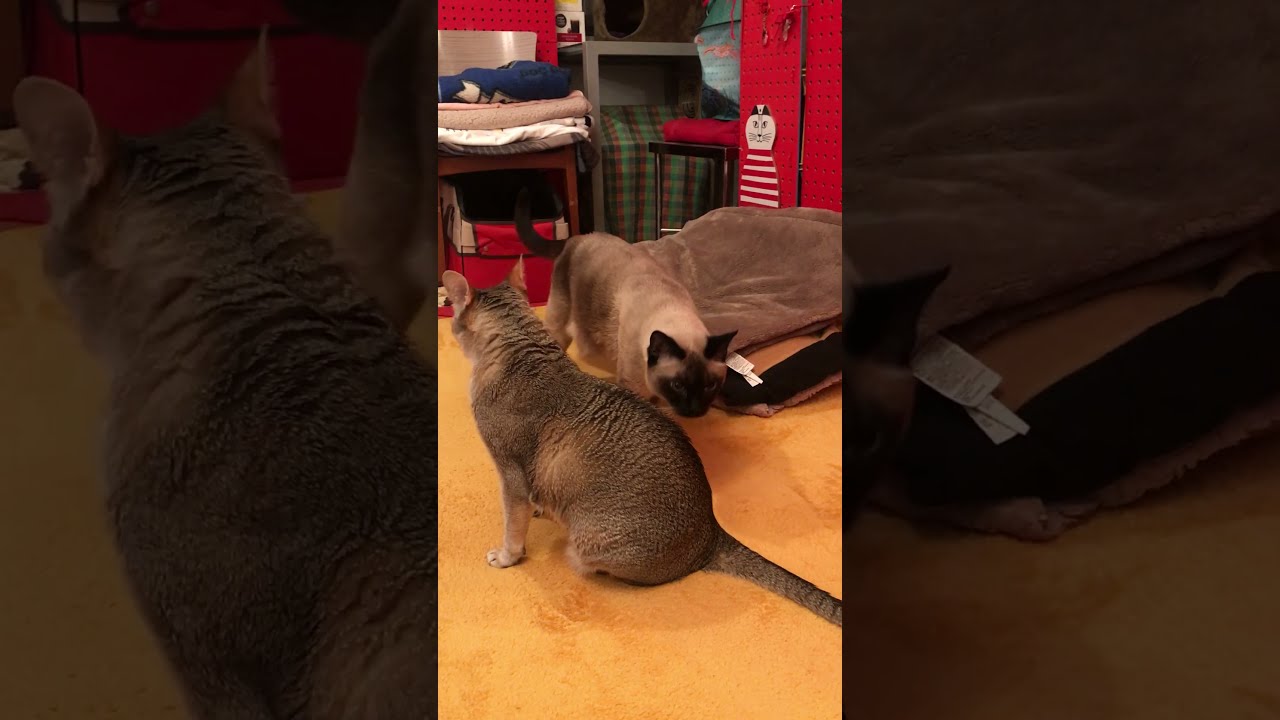 こっそりゴソゴソしているたぬき猫を見守るシンガプーラなのにゃ♪ #cat #シンガプーラ #トンキニーズ#たぬき猫