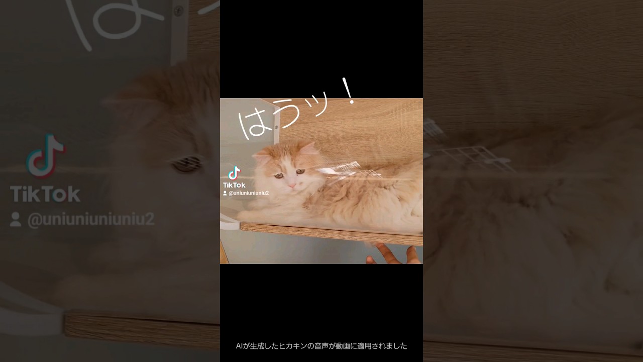 大晦日ドッキリ #ラガマフィン #cat #多頭飼い #猫のいる暮らし #shorts