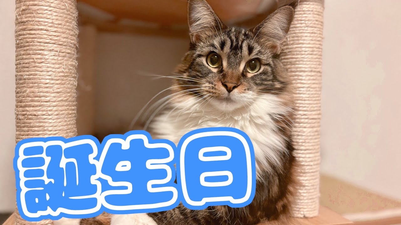 ムンが1歳になりました！【メインクーン】