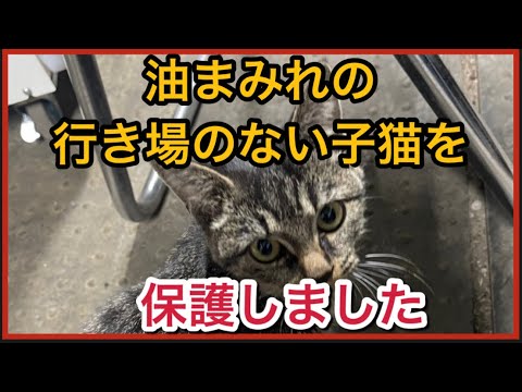【保護猫】工業地帯に突然現れた行き場のない子猫を保護しました#保護猫 #kitten #野良猫