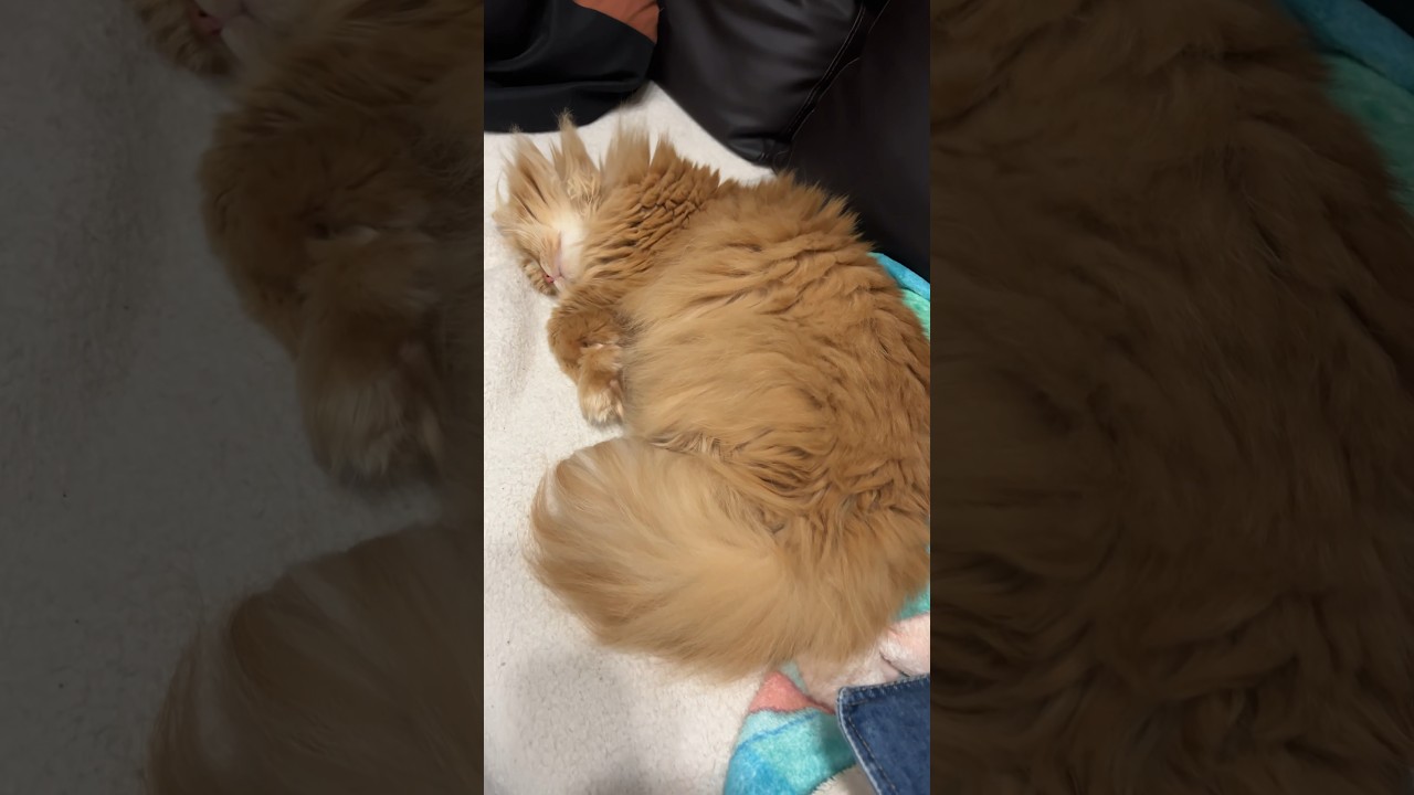 半目で寝る猫　#サイベリアン #siberian #ねこのきなこもち #猫動画 #猫好きさんと繋がりたい #cat #ねこ #もふもふ猫
