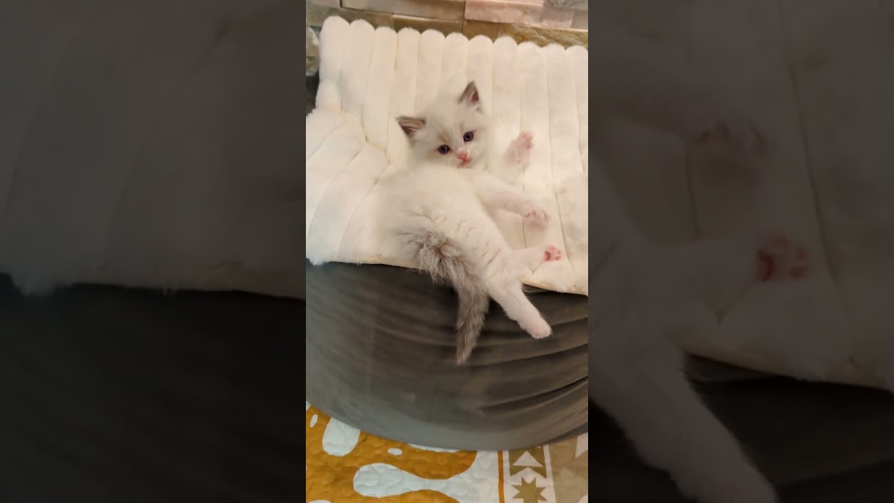 ラグドール 両親遺伝子検査クリア💎甘々ベビーフェイスの可愛い系男子💎おっとり甘えん坊