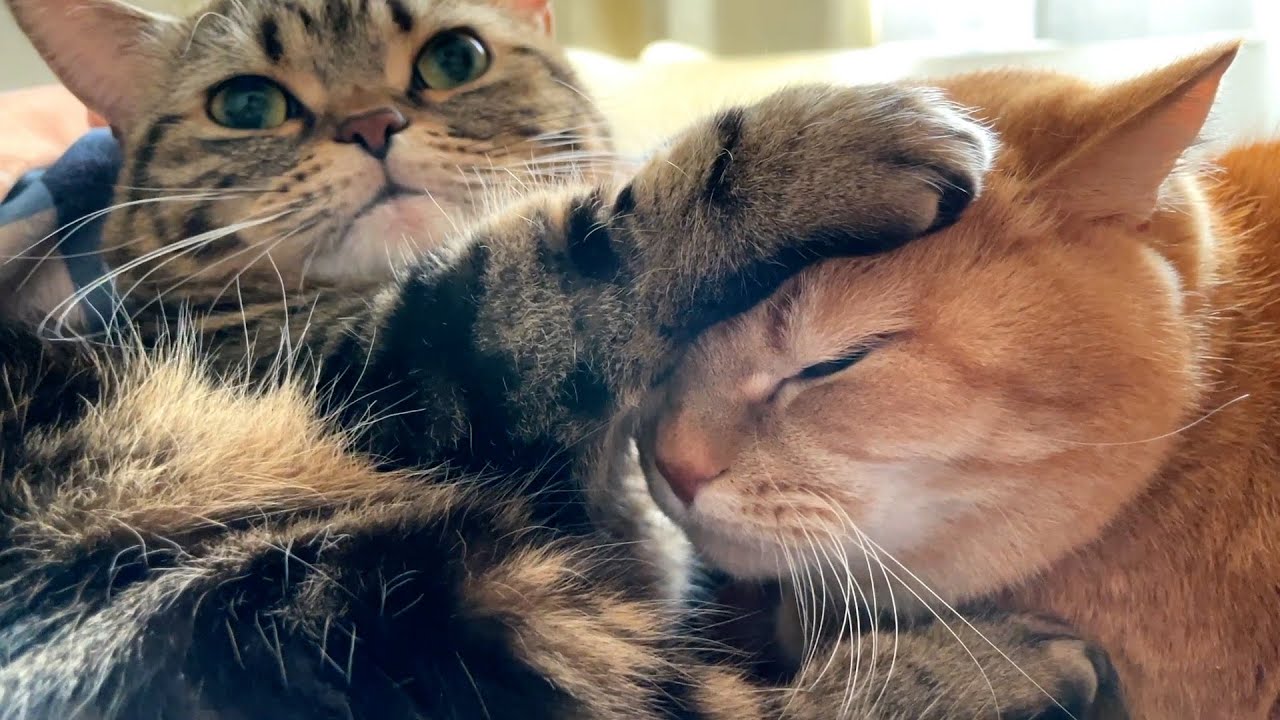 1年の感謝の気持ちを込めてグルーミングする猫【良いお年を】