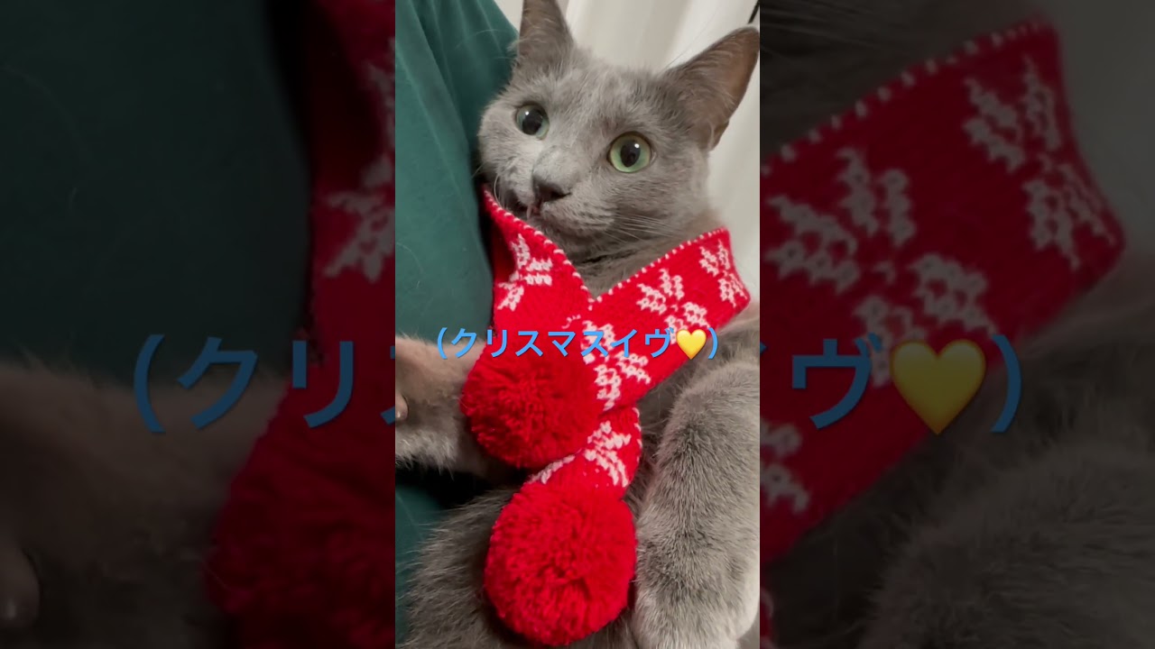 クリスマス🎄イヴ💛な猫（ロシアンブルー）#shorts