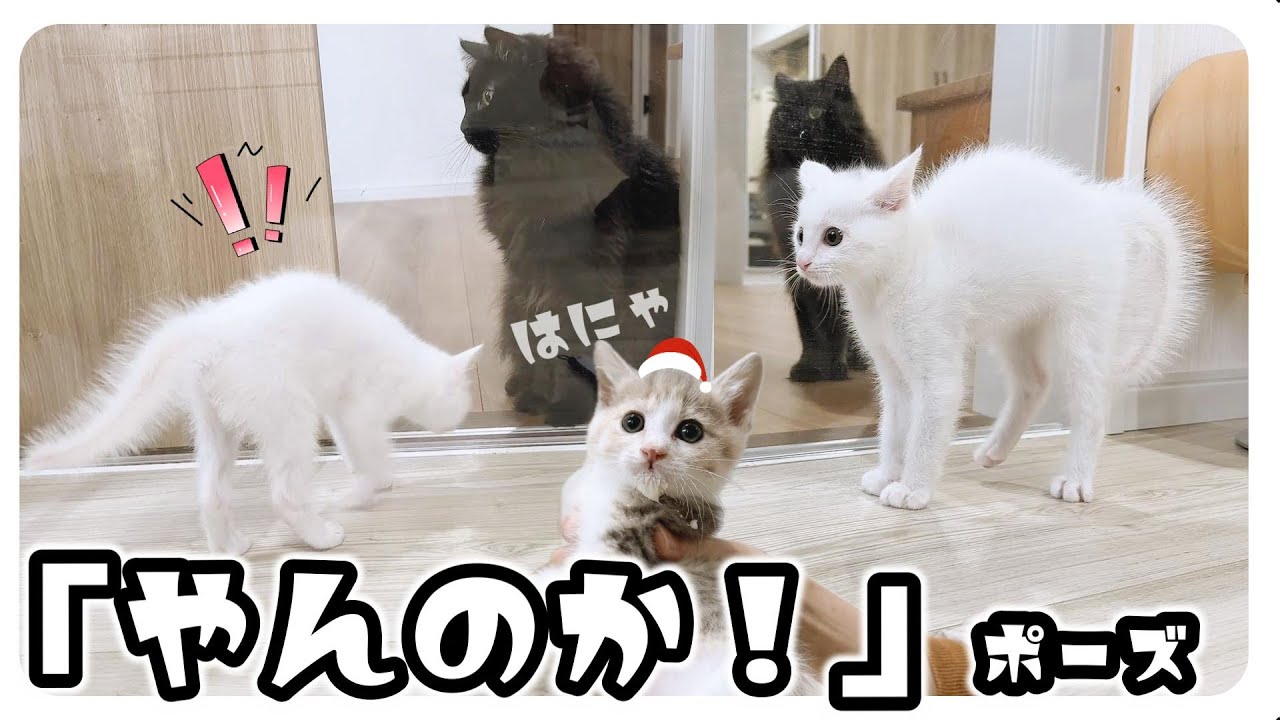 子猫と成猫の対面！「やんのか！」ポーズでお出迎え★太くなりすぎたしっぽがかわいすぎた【保護猫生活48日目】