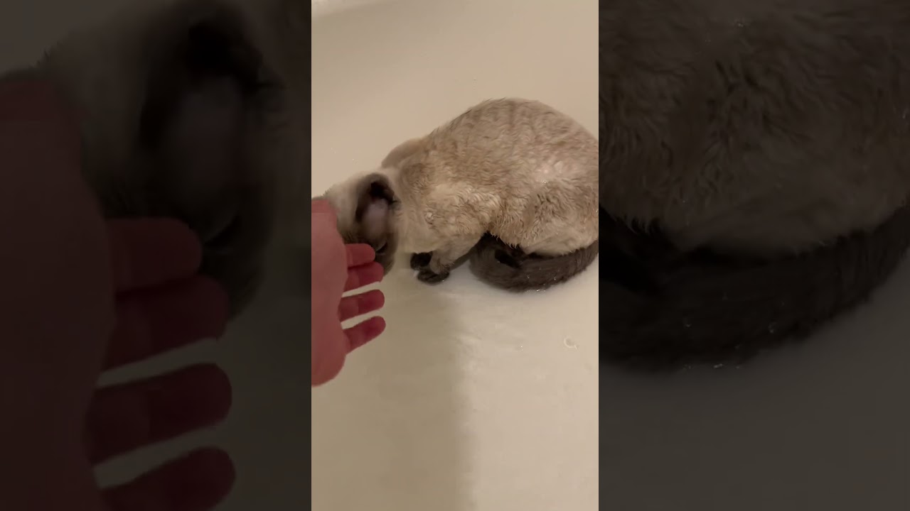 Never Knew A Cat Could Love Water #devonrex #cat