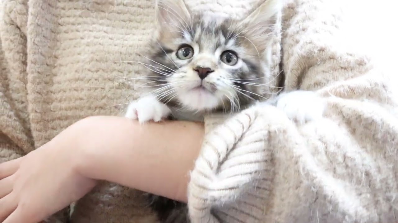 メインクーン子猫ししまる君が新しい世界へ