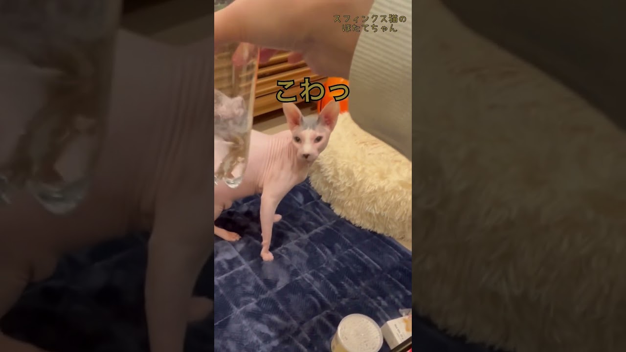 しゅわしゅわが気になるほたて猫【スフィンクス　猫】 #cat #スフィンクス #ほたてくん #猫のいる暮らし