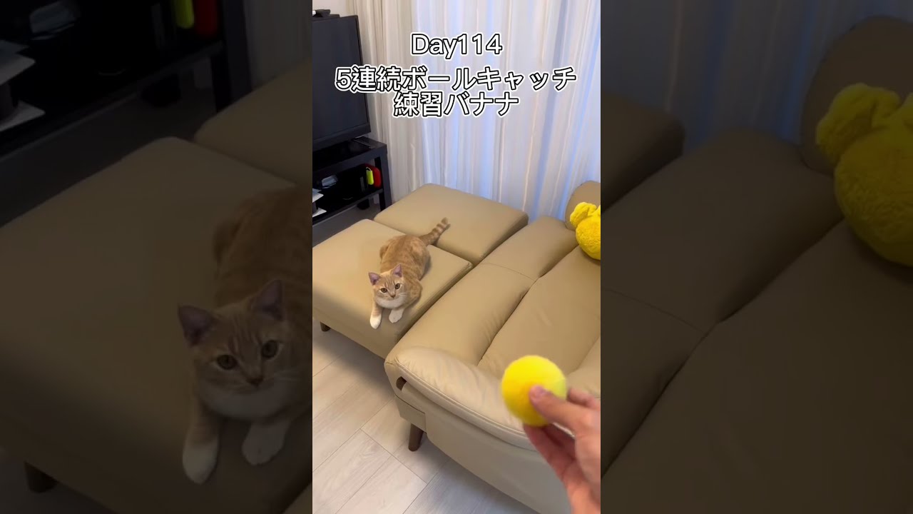 5連続ボールキャッチ練習バナナ #shorts #猫 #子猫 【マンチカン×サイベリアン】