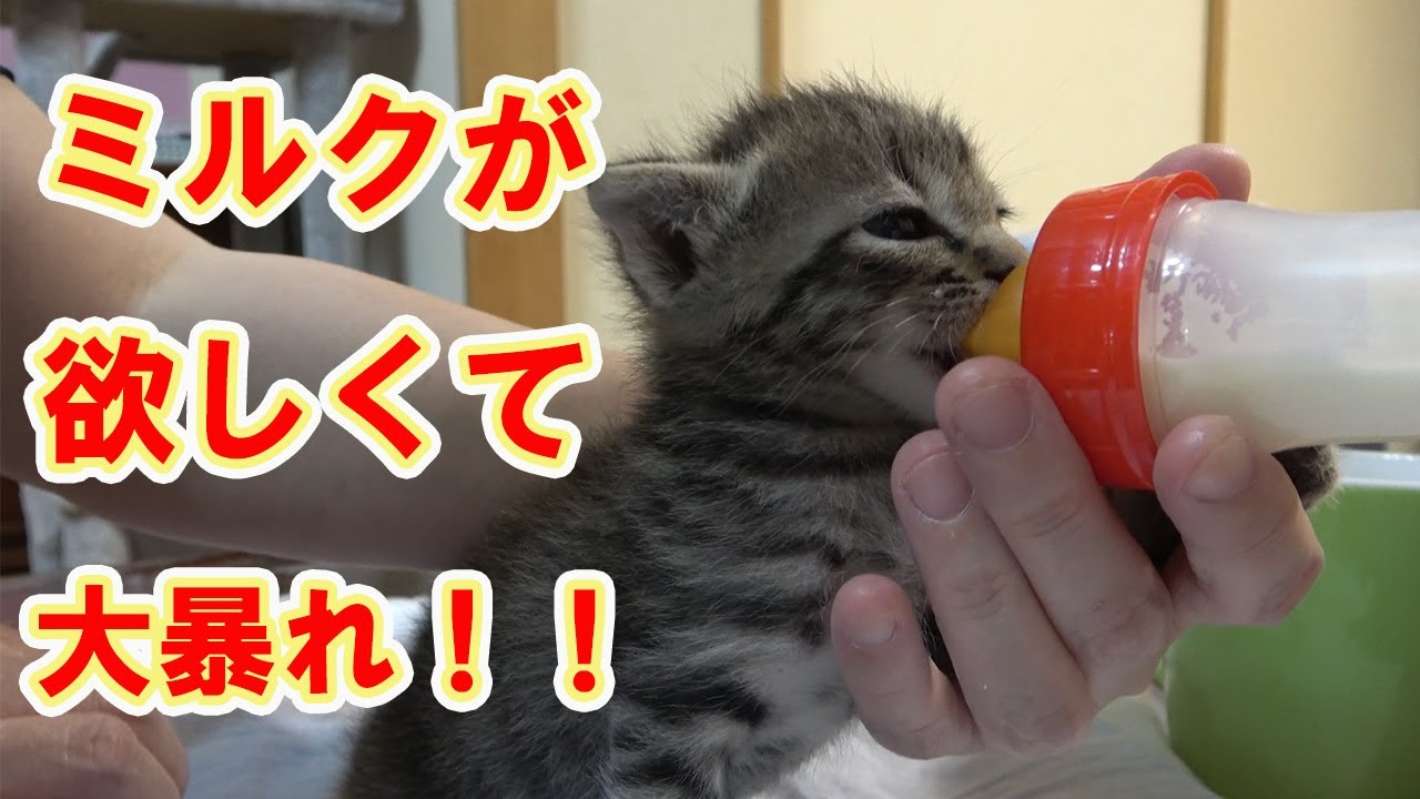 【保護猫】レスキューした子猫㉕今年も１年ありがとうございました