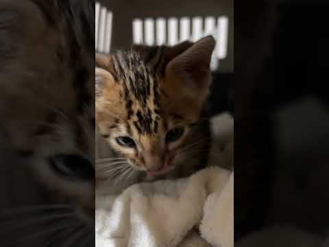 ベンガル 大きなお目々のお膝大好き男の子　ブラウンスポテッドタビー（シルキータッチ）