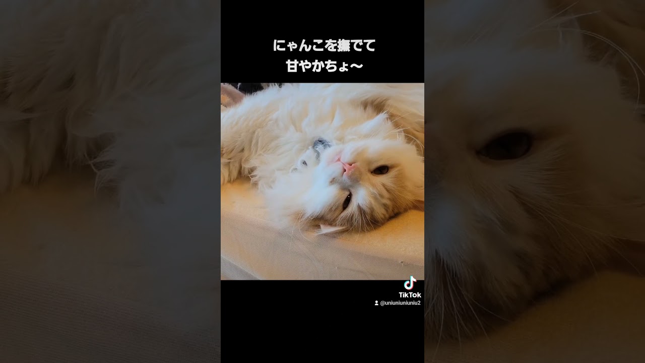 お正月の過ごし方 #ラガマフィン #cat #shorts
