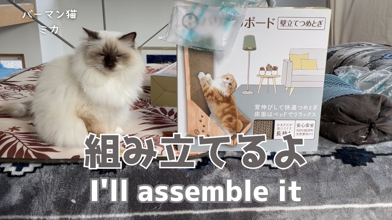 バーマン猫ミカととガブとラフ【組み立てるよ】I'll assemble it（バーマン猫）Birman/Cat