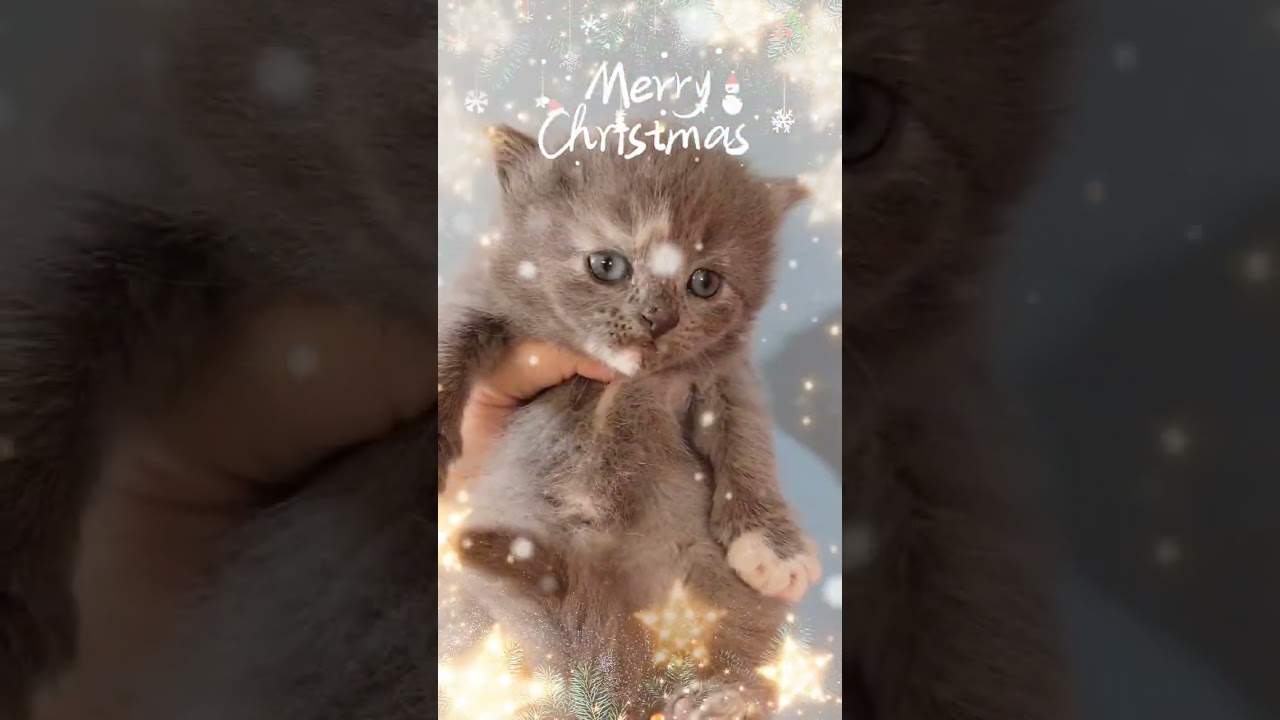 Merry Christmas✨🎄✨#子猫#サイベリアン#ペットショップティアラ