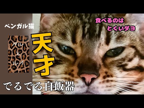 ベンガル猫　でるでる自飯器を上手に回すベルちゃんといじけるルイくんw