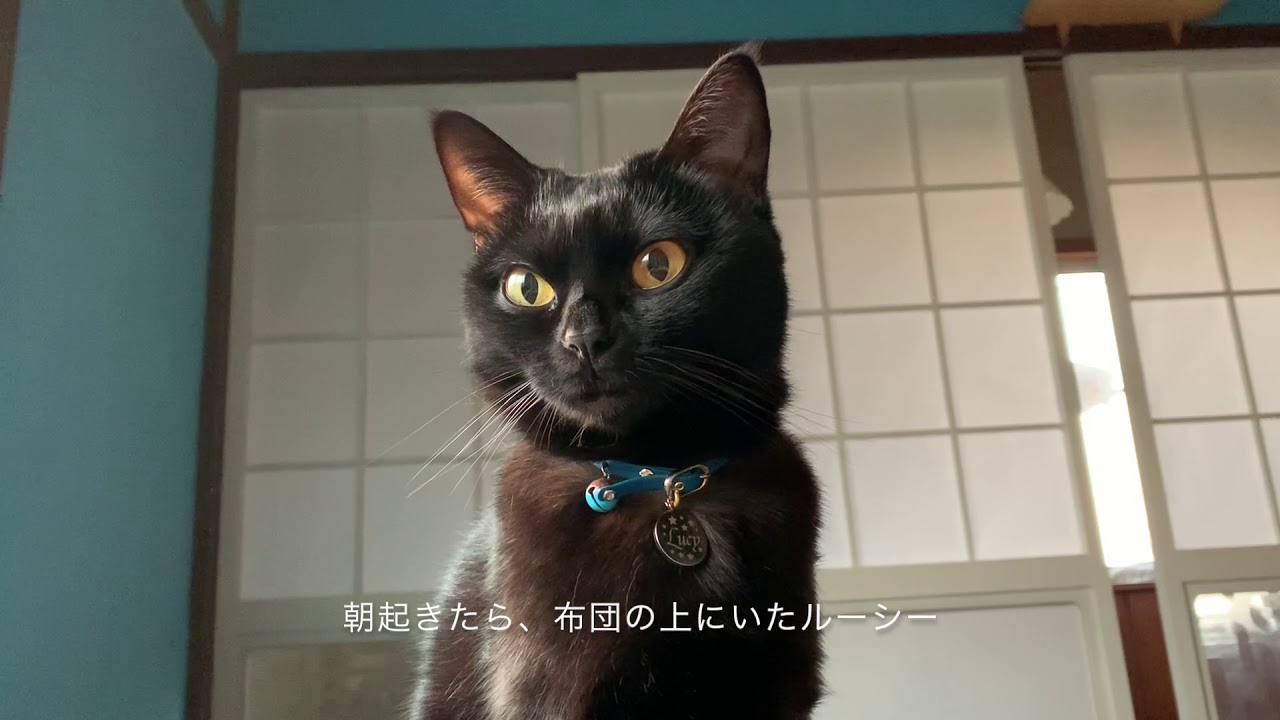 4匹の黒猫ボンベイファミリー☆最近よくお話しする黒猫ルーシー