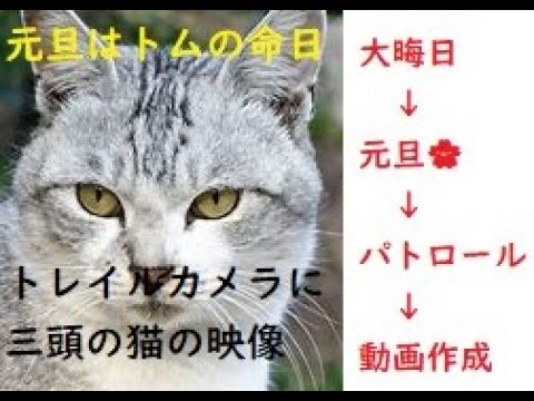 【大晦日〜年明けパトロール】トレイルカメラに写っていた３頭の猫🐱元旦は、亡きボス猫トムの命日です🙏🙏🙏