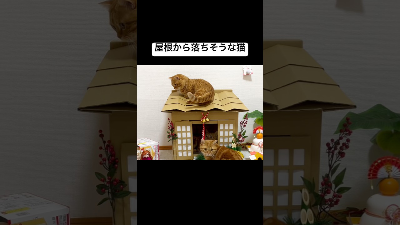 屋根から落ちてしまいそうな猫 #猫 #マンチカン #shorts